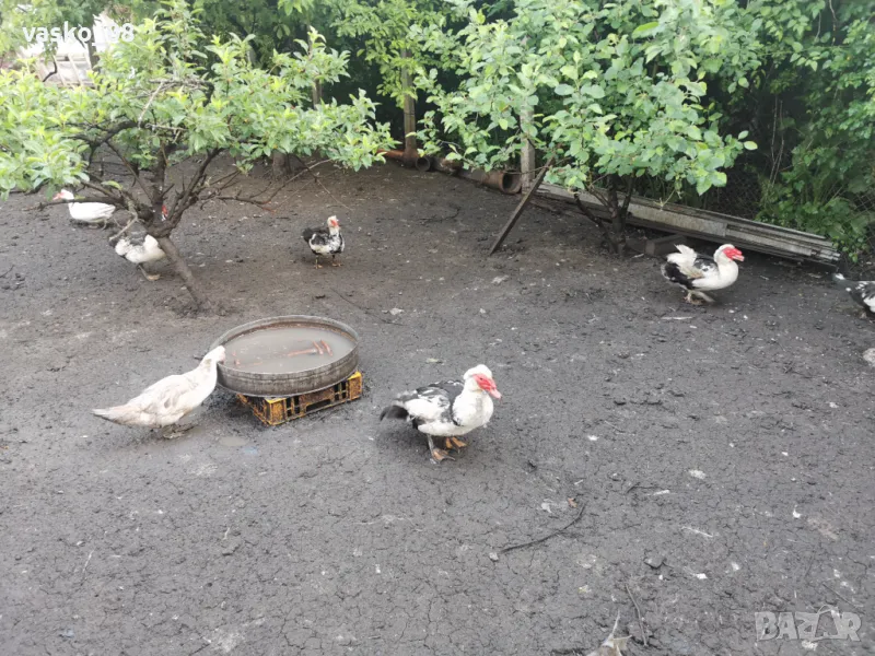 Неми патици, снимка 1