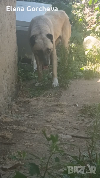 Продавам женски кангал , снимка 1