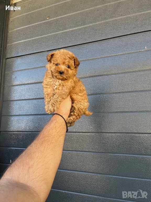 Той пудел, снимка 1