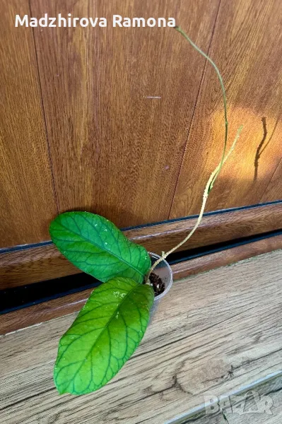 Meredithii Ted Green , снимка 1