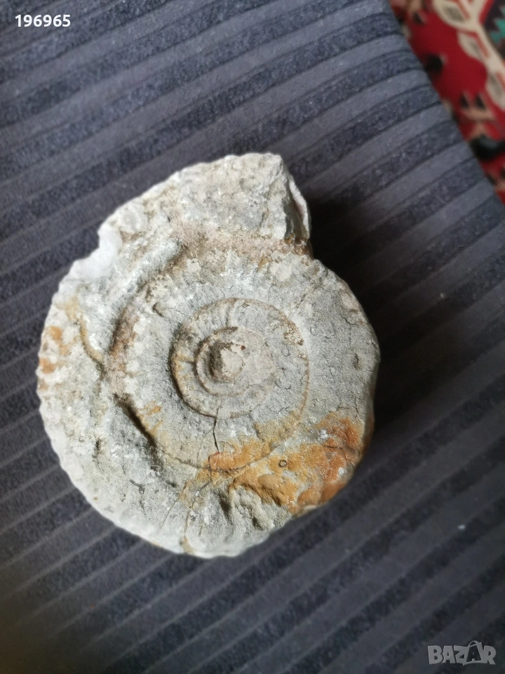 древен каменен фосил , снимка 1