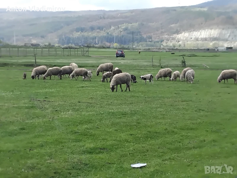стадо овце, снимка 1