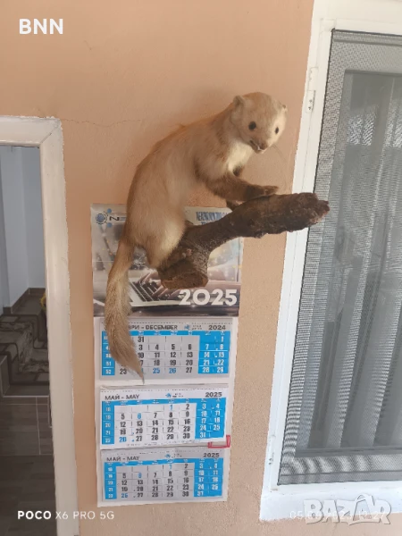 Препарирана Невестулка, снимка 1