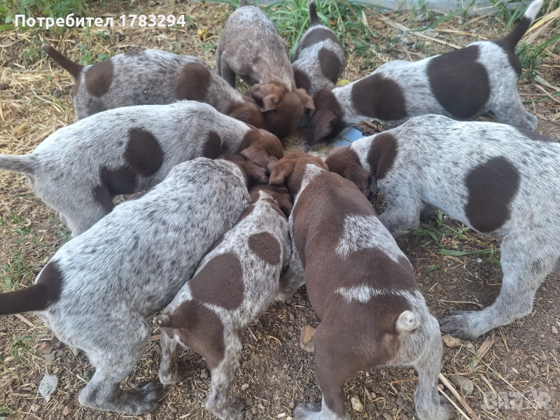 Курцхаари-ловни кучета, снимка 1