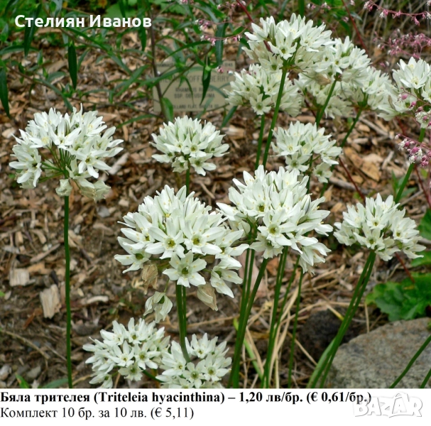 Бяла трителея (Triteleia hyacinthina) – луковици, снимка 1