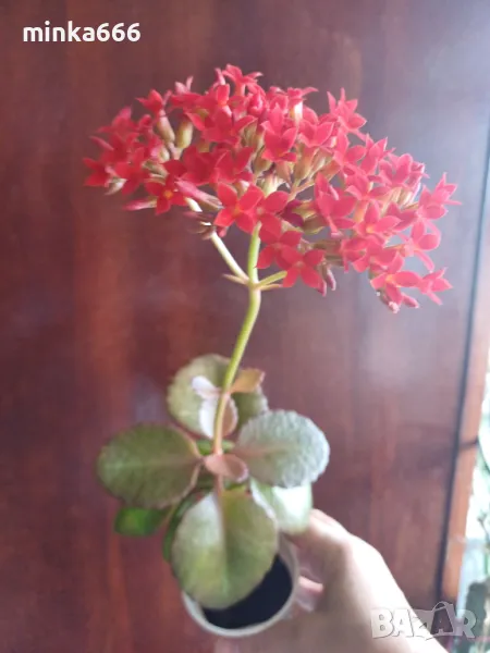 Каланхое, снимка 1