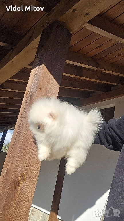 Мини Померан момче , снимка 1