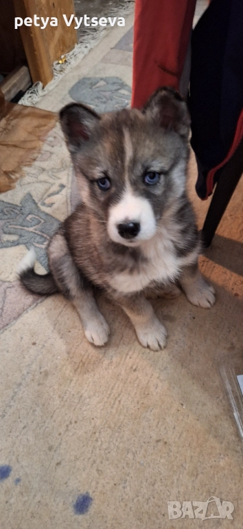 Продавам женско кученце, снимка 1