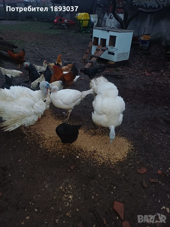 Пуяци и пуйки, снимка 1