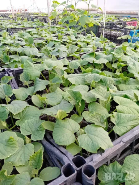 Разсад краставици, снимка 1