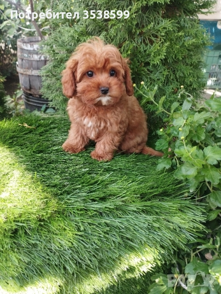 Кавапу , снимка 1