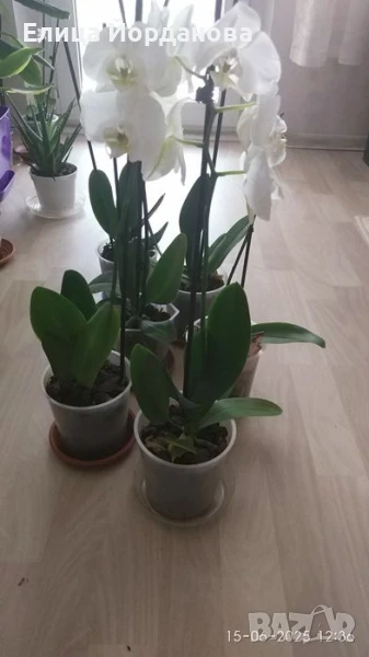 орхидеи, снимка 1