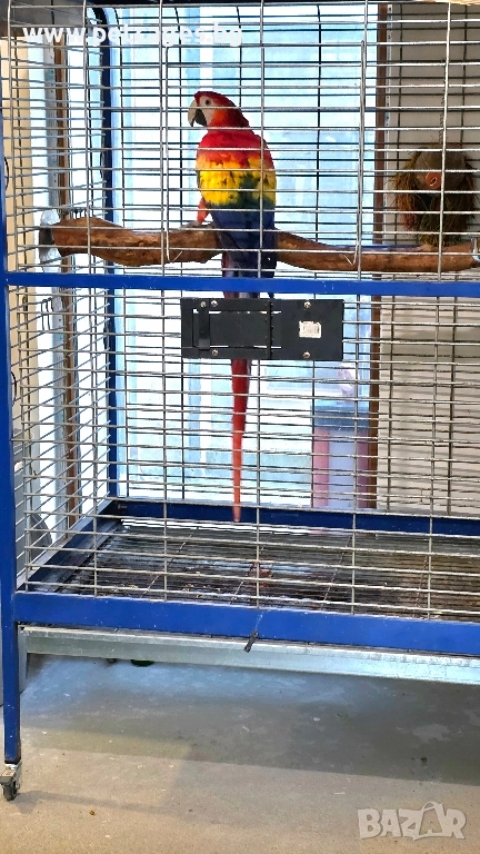 Скарлет Ара 4 г., снимка 1