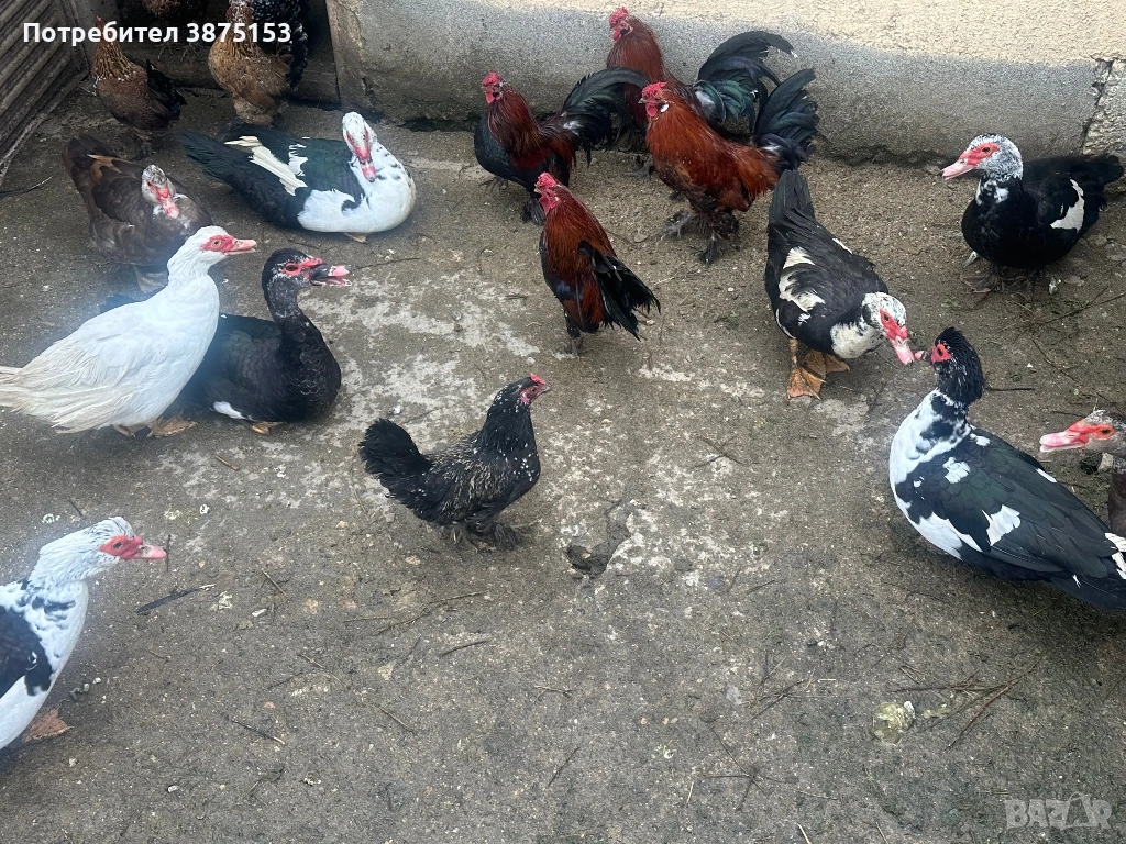 Неми патици и японски кокошки, снимка 1