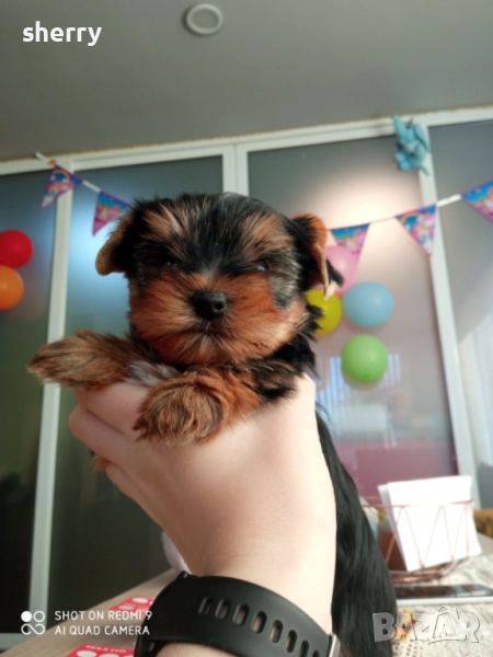 Мини йоркита , снимка 1