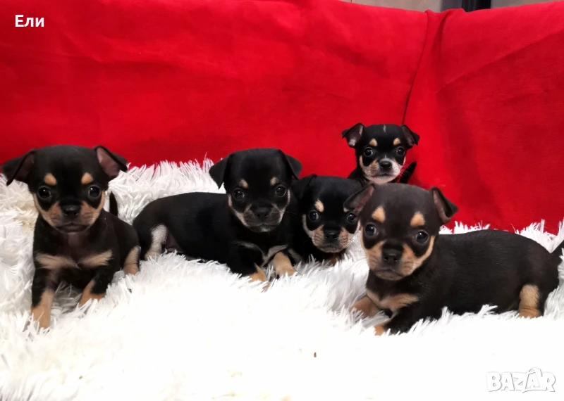 чихуахуа с ваксина и паспорт , снимка 1