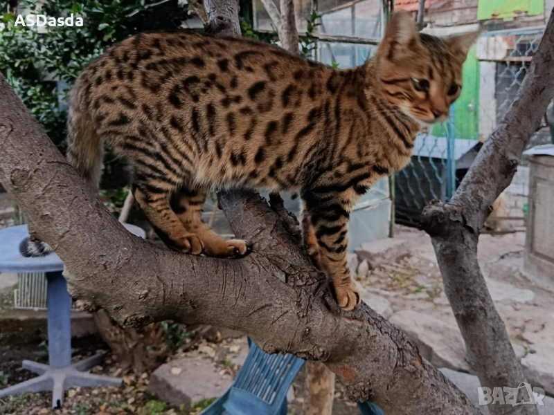 Бенгалска котка , снимка 1