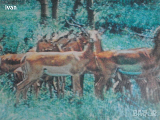 430х350-PVC Картина в Дървена Рамка Олекотена-Made in JAPAN-, снимка 15 - Картини - 39964302