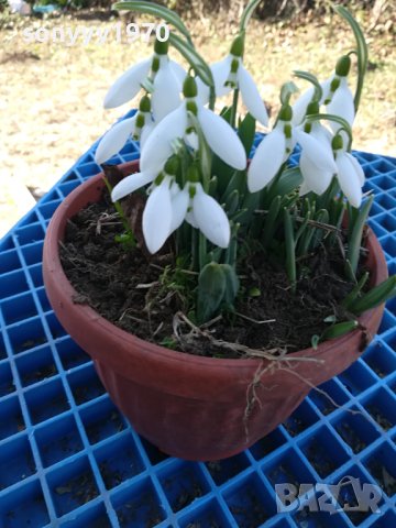 САКСИЯ С КОКИЧЕТА 0502240829, снимка 8 - Градински цветя и растения - 44138418