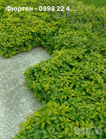 Pachysandra terminalis - Пахисандра, снимка 2 - Градински цветя и растения - 39106362