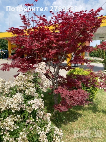 Червенолистен Японски клен, снимка 2 - Градински цветя и растения - 53071692