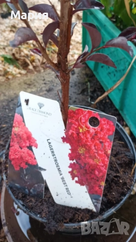 Индийски люляк / Лагерстремия, снимка 2 - Градински цветя и растения - 51934235