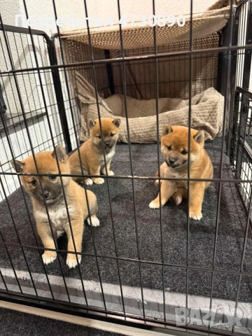 Женски кученца Шиба Ину