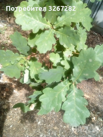 Дъб,Летен,Querca Robur,Разсад, снимка 8 - Разсади - 50499285