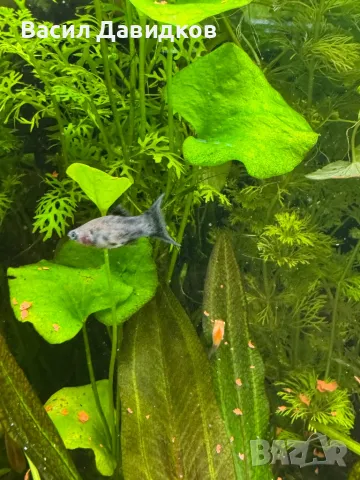 Молинезия, снимка 10 - Рибки - 48361888