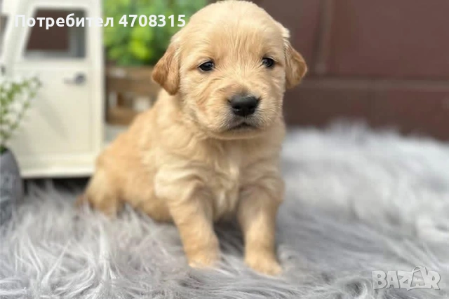 Голдън ретривър игриво момче родословен баща, снимка 5 - Голдън ретривър - 53579605