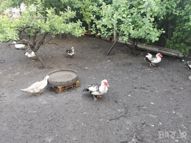 Неми патици