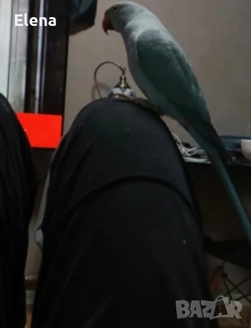 Папагал Александър, снимка 9 - Папагали - 53174997