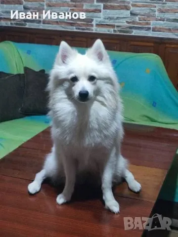 Мъжки немски " шпиц"