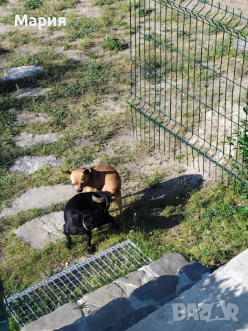 Пинчер, снимка 4 - Пинчер - 53387713