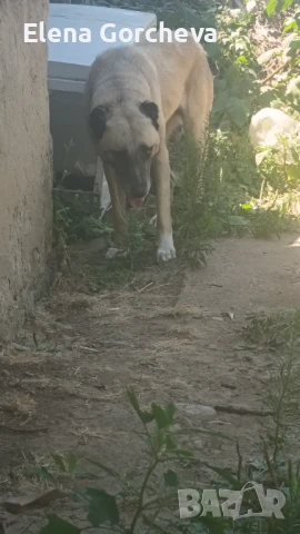 Продавам женски кангал , снимка 1