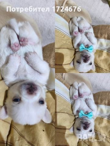 мини чихуахуа, снимка 4 - Чихуахуа - 52731439