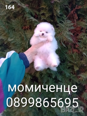 Бели Померани. Реални снимки от 15.12.25 г.