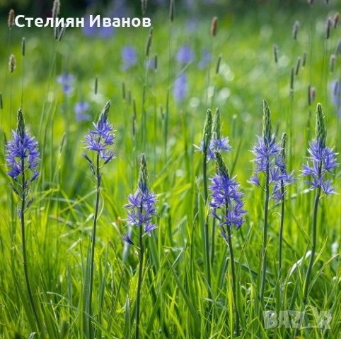 Камас, камасия (Camassia quamash) – луковици, снимка 3 - Сортови семена и луковици - 52371810