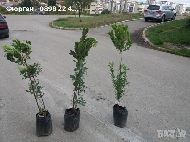 Ягодово дърво - Арбутус, снимка 8 - Градински цветя и растения - 27448713