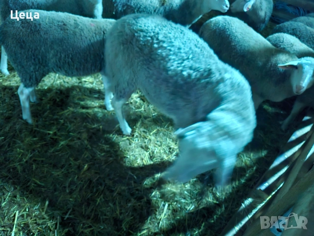 продавам овен Лакон , снимка 5 - Овце - 53528046