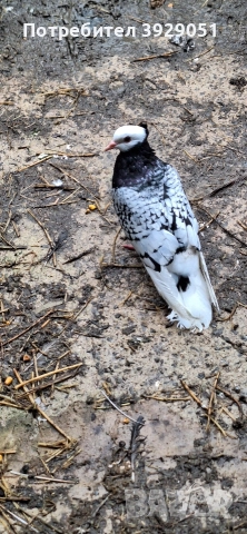 Продавам Нюмберски гълъби, снимка 4 - Гълъби - 52595904