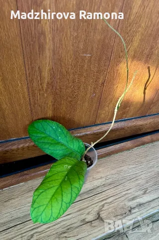 Meredithii Ted Green , снимка 1