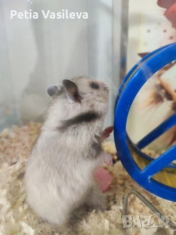 Продавам хамстерче, снимка 4 - Хамстери - 53598760