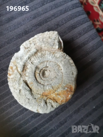 древен каменен фосил 