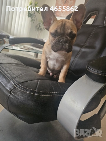 Френски съкровища търсят любящи стопани, снимка 8 - Френски булдог - 52474199
