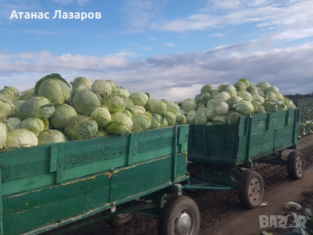 Продавам Българско Зеле на Едро.