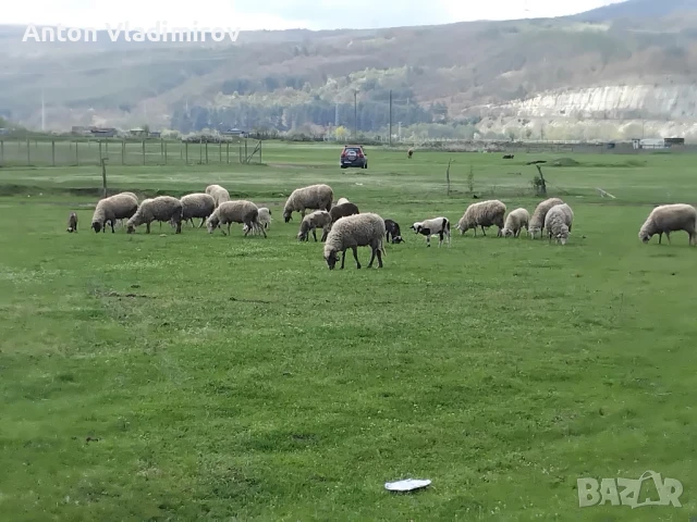 стадо овце, снимка 1