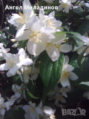 Градински жасмин, снимка 3 - Градински цветя и растения - 36564169