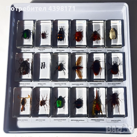 Колекция Истински буболечки, снимка 3 - Колекции - 52425118