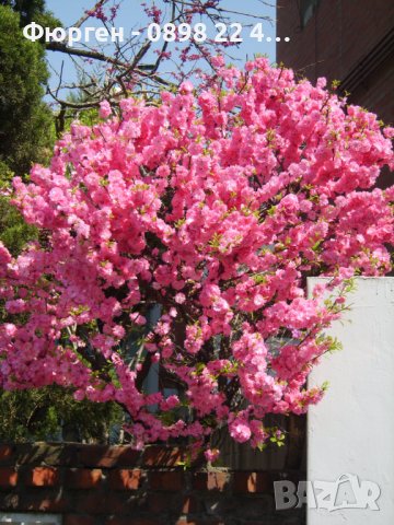 Японска Слива- Prunus triloba Студоустойчива, снимка 5 - Разсади - 38888036